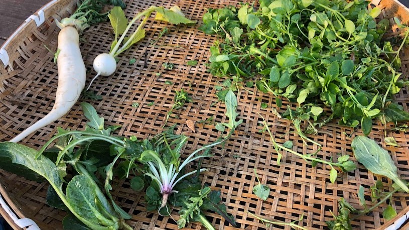 #こどもとみみずの研究所 

今年最初の活動日

春の七草探し。

なずな、はこべら、かぶ、大根、小松菜を入れて五草を集めて、お味噌汁づくり。

そして、七輪でお餅を焼いていただきました！
今回も、虫眼鏡からの火起こしに成功！
火を起こし、七草を集め、手と包丁で刻んで、１年前に仕込んだ味噌を解き、餅を焼く。
自分たちでできることで、おいしく楽しい時間が豊かになっていく。

そういう体験が今年もたくさんつくれるといいなと思っています。

#みみラボ
#こども農園
#春の七草