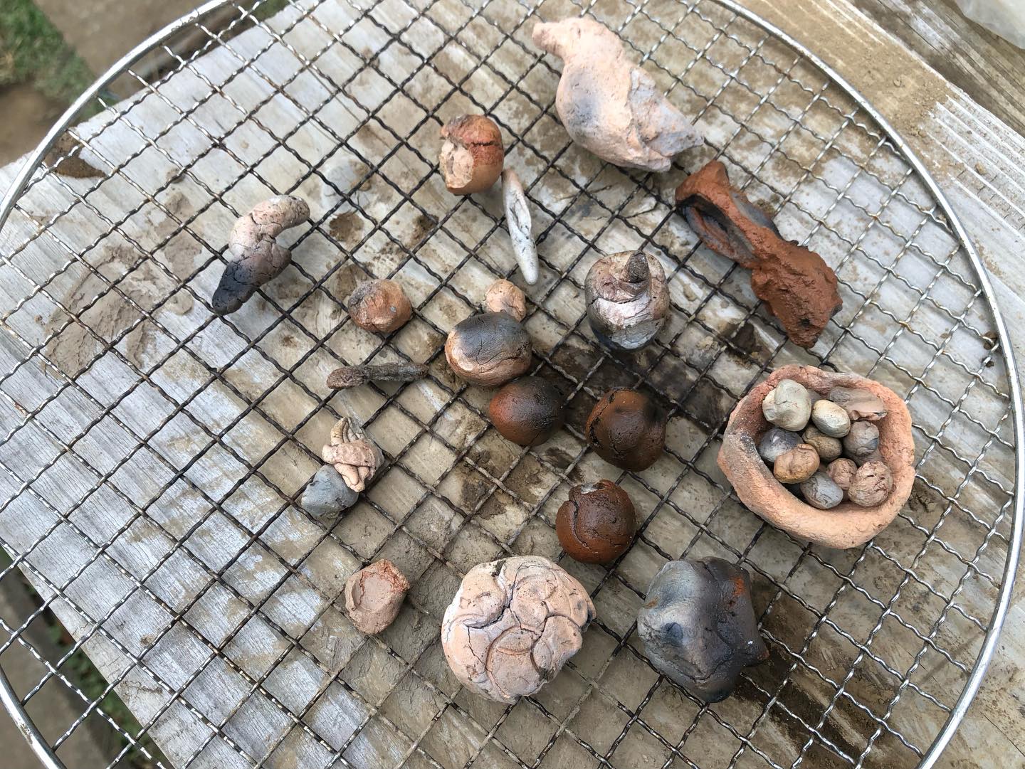 #こどもとみみずの研究所 

野菜を育み、みみずも棲まう土は、
焼くとどうなるんだろう？

去年の春から土をふるいにかけて、つくってきた粘土質の土や陶土を、七輪の炭火で焼く実験です。

陶土は、生で焼くとパチパチと音を立てて弾けてしまいます。
掘った土は、すぐ焼いても割れません。

焼いたあとは、どちらも赤みがかった色にかわります。
陶土は焼いたあと固くなりますが、土は焼いたあとは、ぼろぼろと崩れてしまいます。

やってみないとわからないことってありますね。

いつも太陽の力だけで火おこししてきましたが、今回は曇りだったので、3本だけのマッチで挑戦。
2本目で見事に、火がつきました！

２ヶ月かけて見つけた、藁→小枝→太枝→炭という火おこしチームの薪集めがポイントでした。

じわじわと、体験が積み上がっています！

#みみコンeco畑 
#七輪で焼く 
#粘土